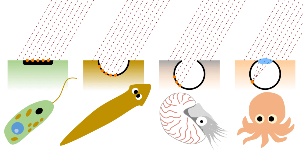 Evolution of the eye