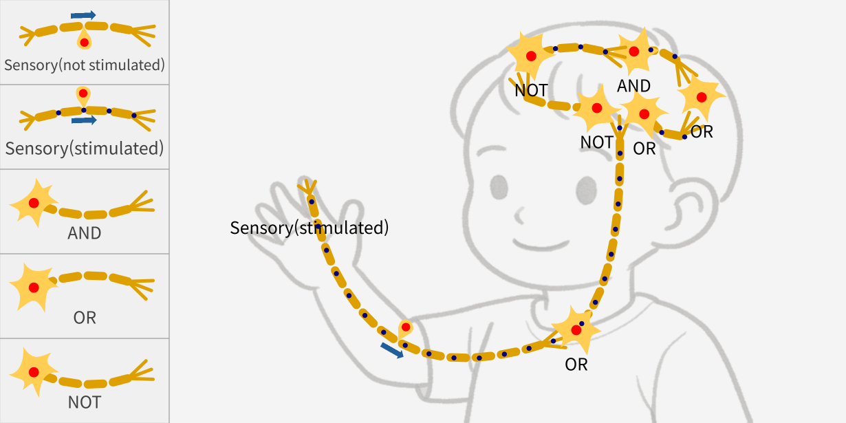 Neuron, Neural networks