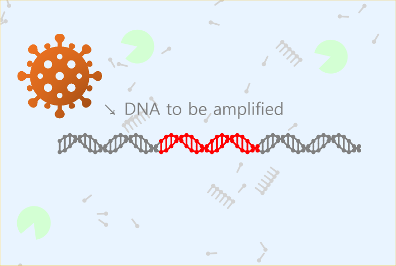 PCR (Polymerase Chain Reaction)